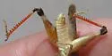 White-whiskered Grasshopper - photo 2