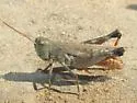 White-whiskered Grasshopper - photo 3