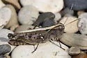 White-whiskered Grasshopper - photo 4