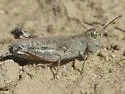 White-whiskered Grasshopper - photo 5