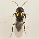 Ageniaspis bicoloripes