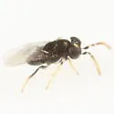 Ageniaspis bicoloripes - photo 2