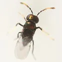 Ageniaspis bicoloripes - photo 3