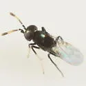 Ageniaspis bicoloripes - photo 4