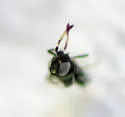 Ageniaspis bicoloripes - photo 5
