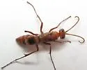 Ageniella accepta