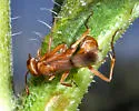 Ageniella accepta - photo 2