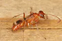 Ageniella accepta - photo 3