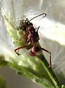 Ageniella accepta - photo 4