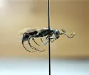 Ageniella agenioides