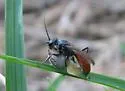 Ageniella arcuata