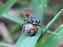 Ageniella arcuata - photo 2