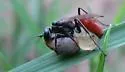 Ageniella arcuata - photo 3