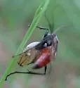 Ageniella arcuata - photo 4