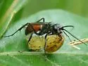 Ageniella arcuata - photo 5