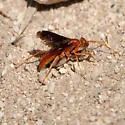 Ageniella coronata - photo 2