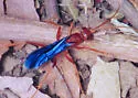 Ageniella coronata - photo 3
