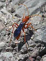 Ageniella coronata - photo 4