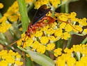 Ageniella coronata - photo 5