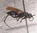 Ageniella euphorbiae