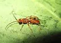 Ageniella faceta - photo 2