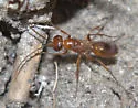Ageniella faceta - photo 3