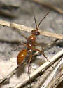 Ageniella faceta - photo 4