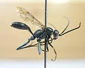 Ageniella fulgifrons - photo 2