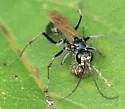 Ageniella fulgifrons - photo 3