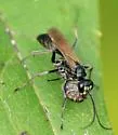 Ageniella fulgifrons - photo 4