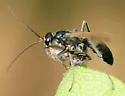 Ageniella fulgifrons - photo 5