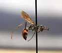 Ageniella longula