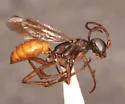 Ageniella mintaka