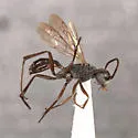 Ageniella mintaka - photo 2