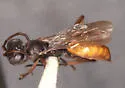 Ageniella mintaka - photo 3