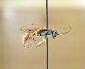 Ageniella placita