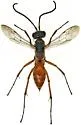 Ageniella placita - photo 2