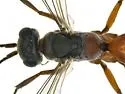 Ageniella placita - photo 3