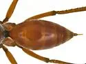 Ageniella placita - photo 4