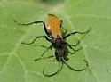 Ageniella reynoldsi
