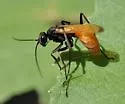 Ageniella reynoldsi - photo 2