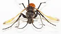 Ageniella reynoldsi - photo 4
