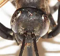 Ageniella reynoldsi - photo 5