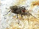 Ageniella salti
