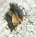 Ageniella salti - photo 5