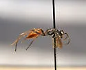 Ageniella semitincta