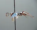 Agenioideus birkmanni