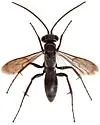 Agenioideus birkmanni - photo 2