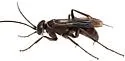 Agenioideus birkmanni - photo 3