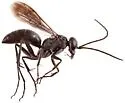 Agenioideus birkmanni - photo 4